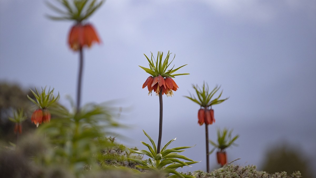 Tunceli dağlarında 20 günlük ömrü olan ters laleler turizmi canlandırdı
