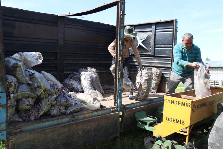 Ağrı'da mor patates üretimini 5'e katlayan girişimci çiftçilere örnek oluyor