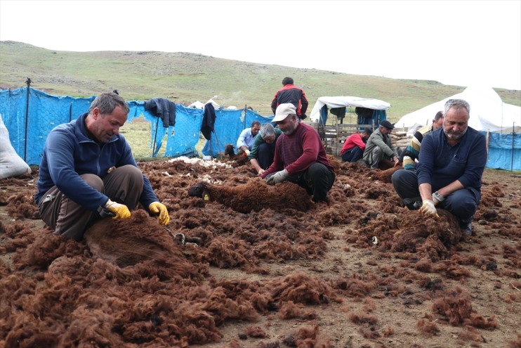 kırkılıyor birliğiyle küçükbaş binlerce Ağrı yaylalarında el 1