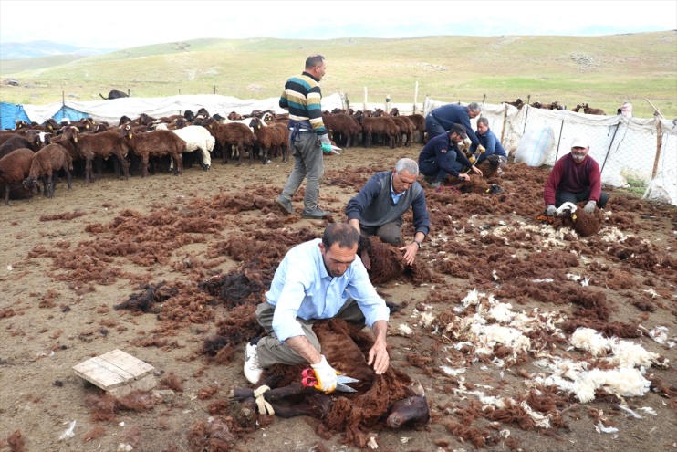 yaylalarında kırkılıyor Ağrı binlerce el birliğiyle küçükbaş 3
