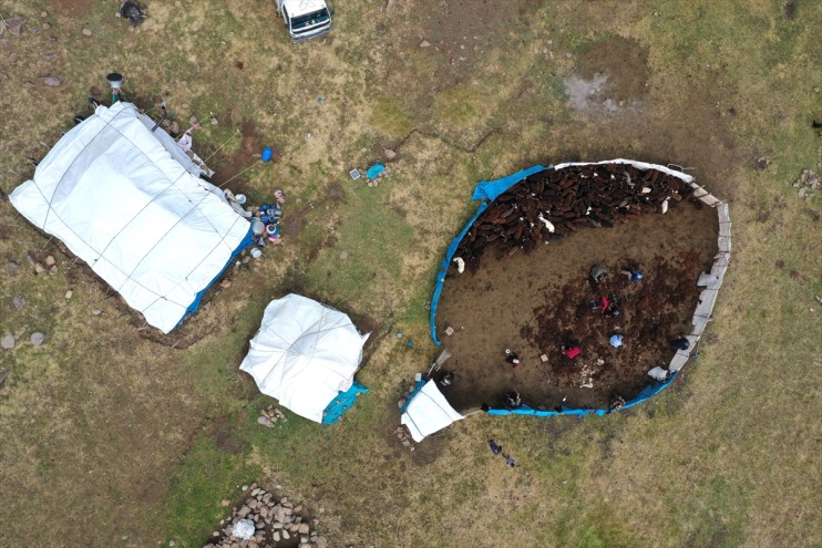 el küçükbaş yaylalarında kırkılıyor Ağrı binlerce birliğiyle 5