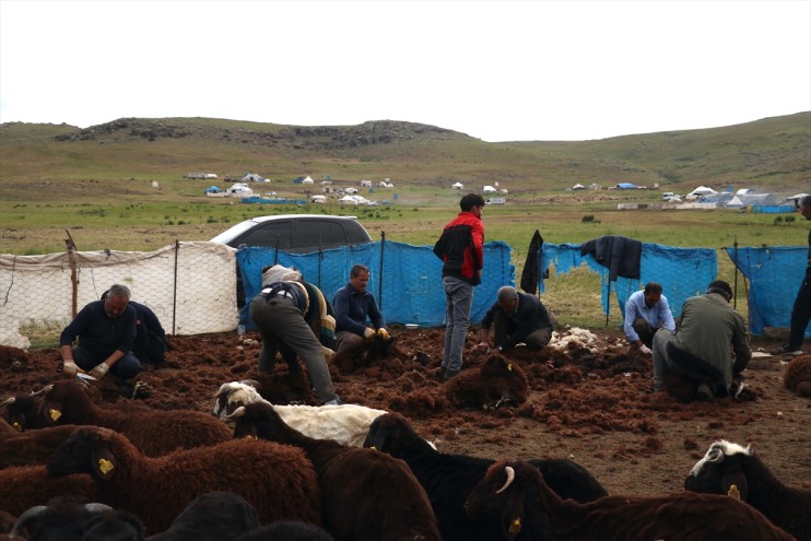 yaylalarında küçükbaş kırkılıyor binlerce Ağrı birliğiyle el 6