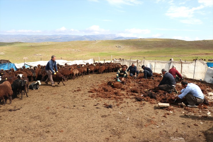 binlerce birliğiyle el Ağrı kırkılıyor küçükbaş yaylalarında 7