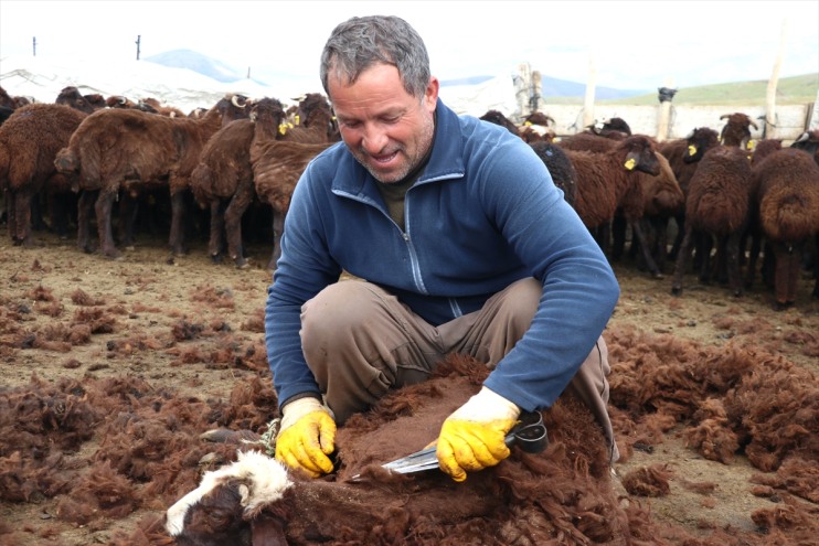 küçükbaş kırkılıyor Ağrı yaylalarında el binlerce birliğiyle 8