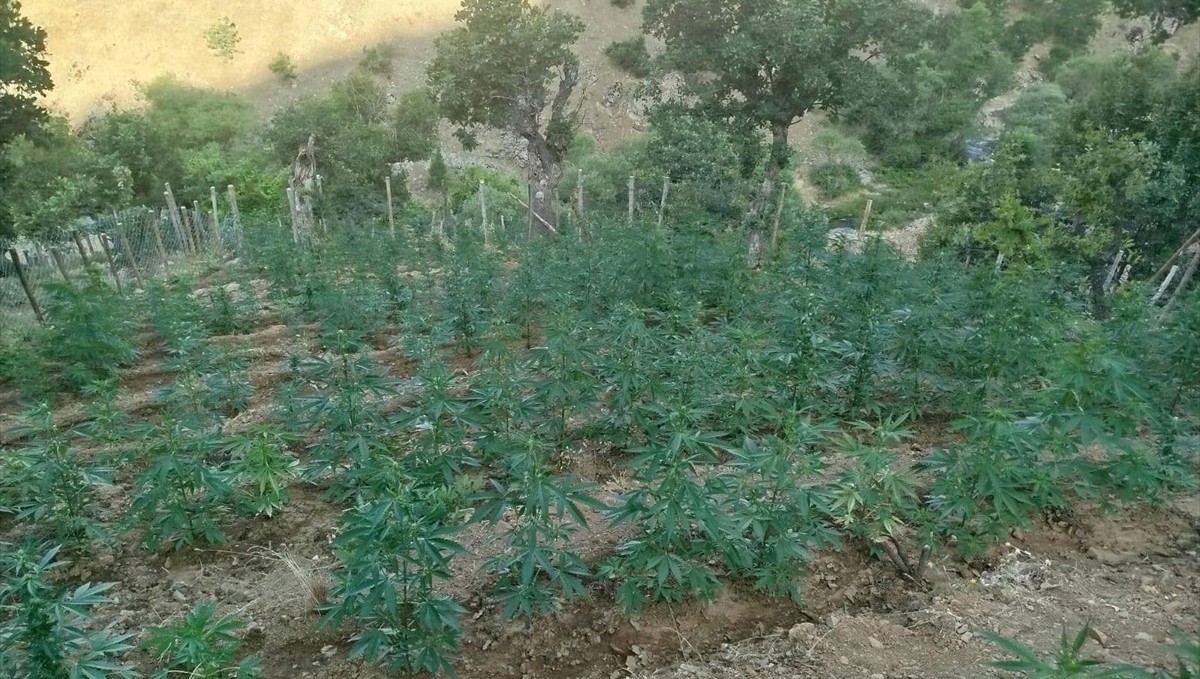 Bingöl'de 15 bin 300 kök Hint keneviri ele geçirildi