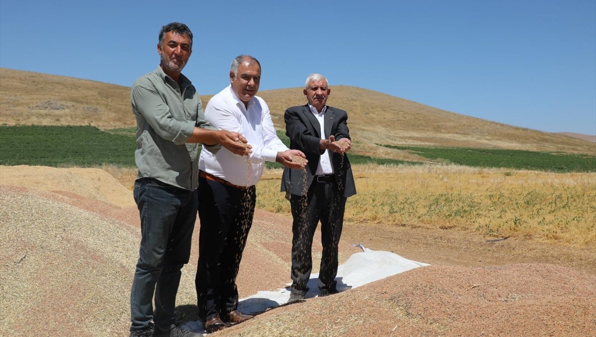 Elazığ'da kırmızı mercimekte 2 bin 574 ton rekolte bekleniyor