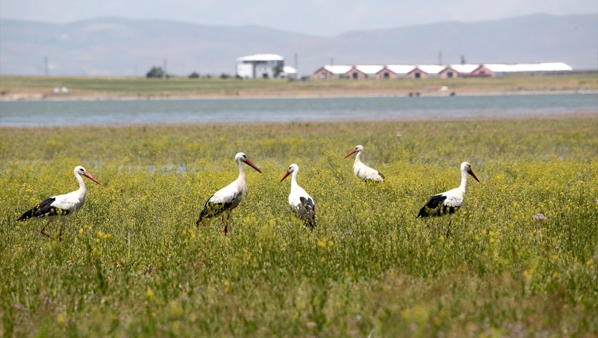 Göçmen kuşlar, Muş Ovası'ndaki hareketliliği artırdı