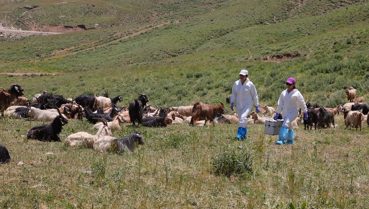 Hakkari'de veteriner hekimler zamanla yarışarak şap hastalığının yayılmasını önledi