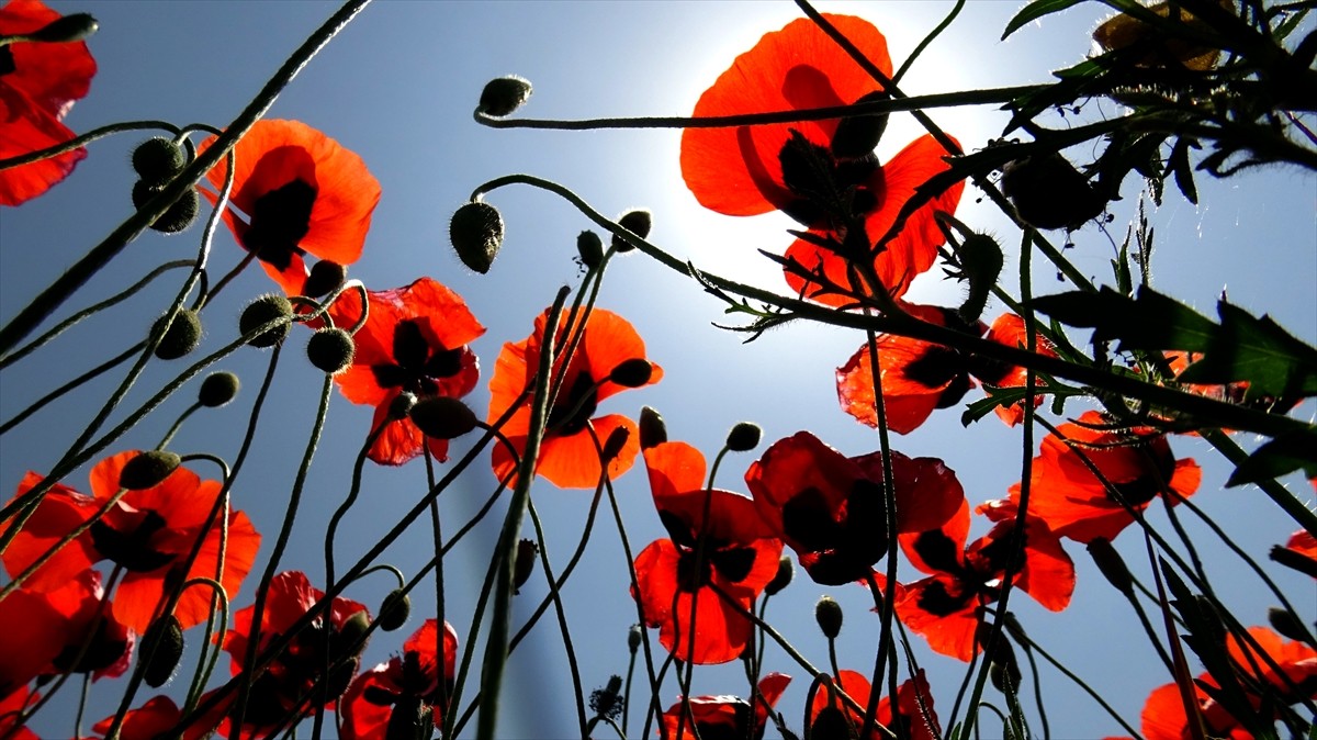 Kars'ta meralar ve yaylalar gelinciklerle renklendi