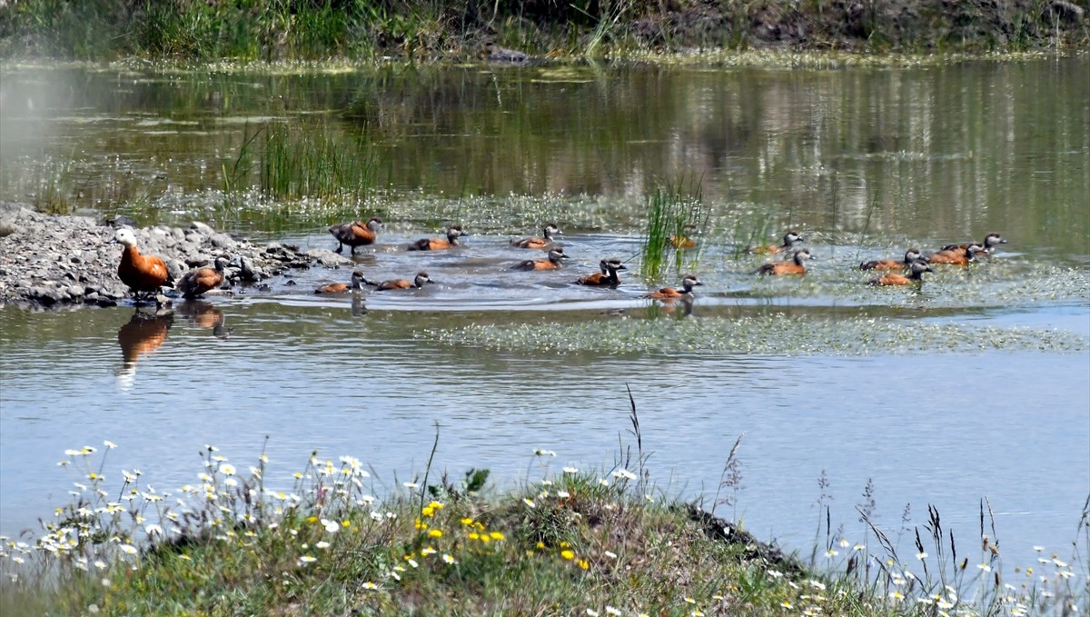 Kars'ta yumurtadan çıkan angut yavruları sulak alanda beslenirken görüntülendi