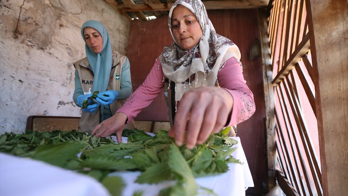 Karslı kadınlar doğadan topladıkları bitkileri kurutup kazanç sağlıyor