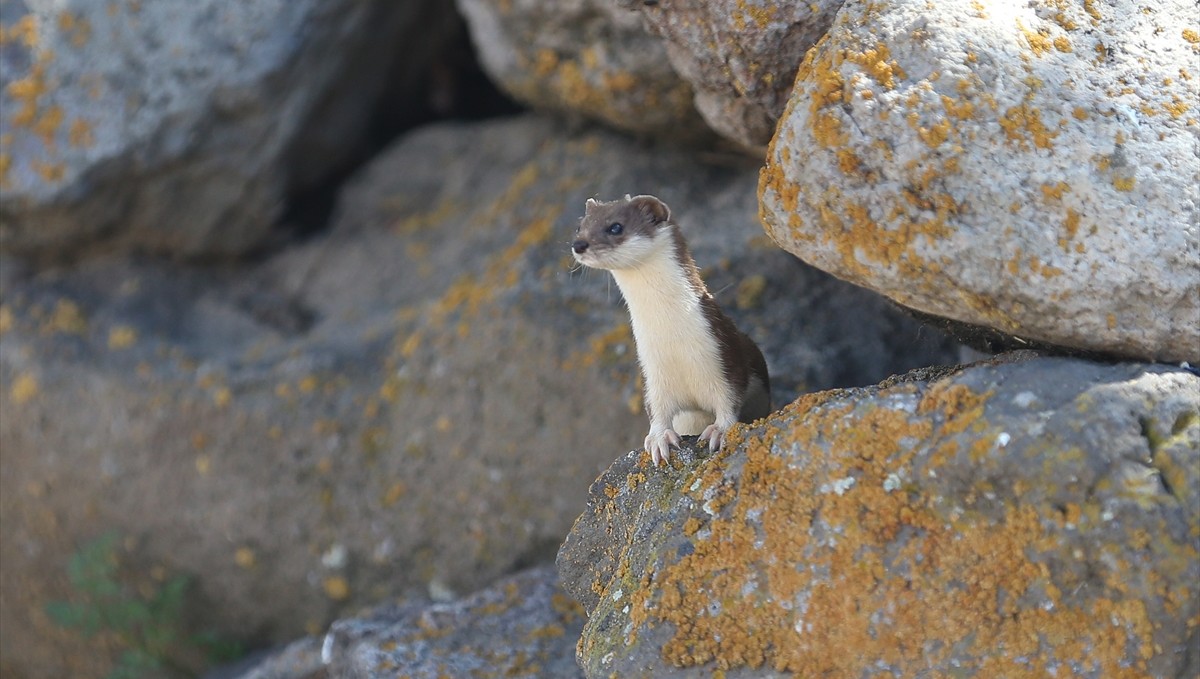 Koruma altındaki gelincik Kars kırsalında görüntülendi