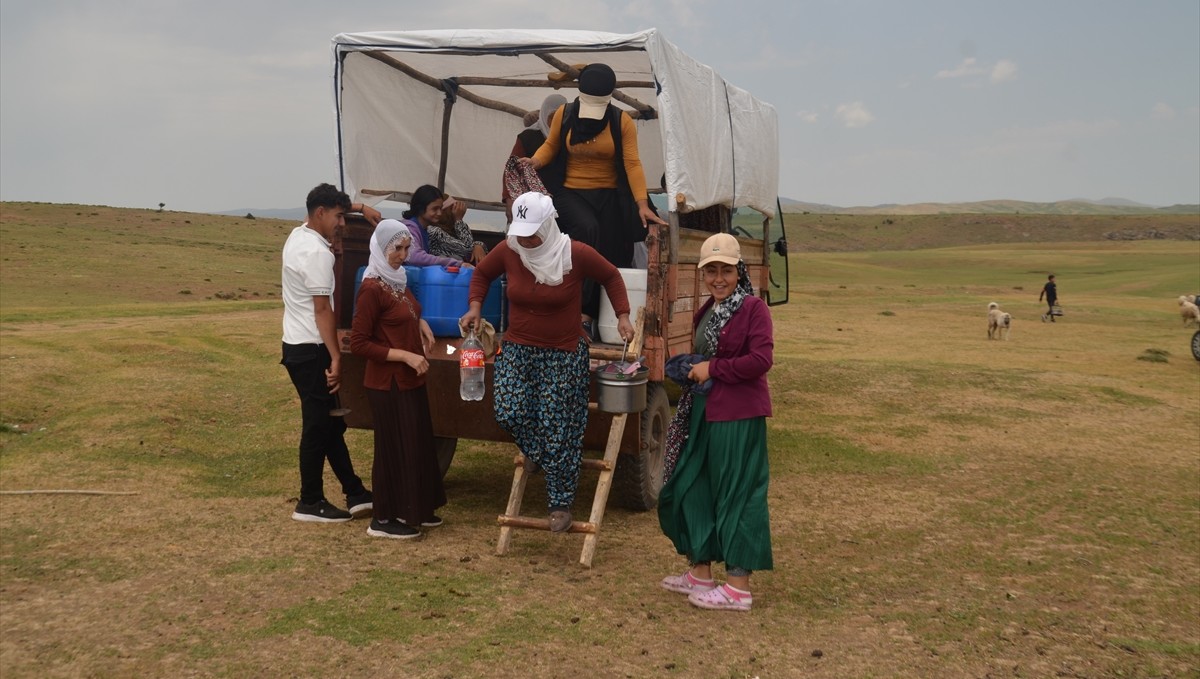 Muş'ta berivanlar süt sağımı için traktör römorkunda kilometrelerce yol kat ediyor