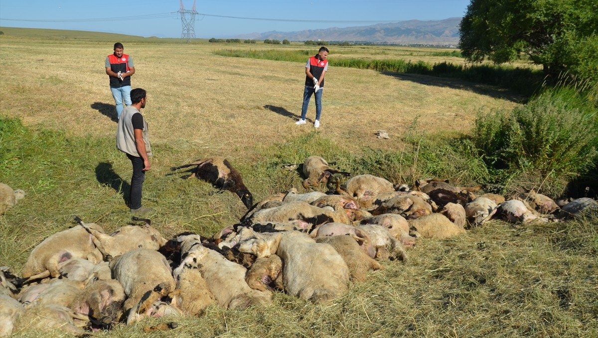 Muş'ta birbirini ezen yaklaşık 150 koyun telef oldu