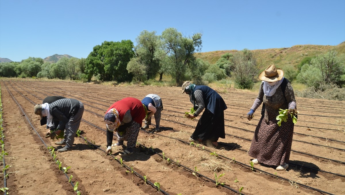 Muş'ta çiftçiler tütün ekimine başladı