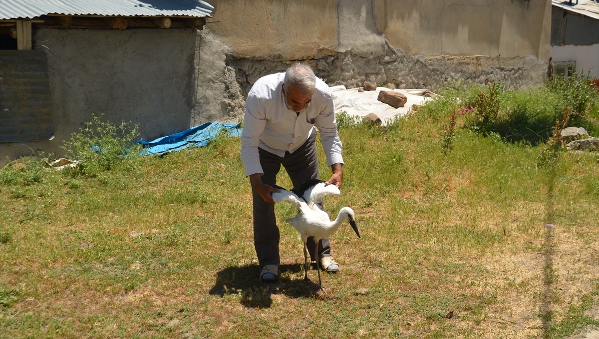 Muş'ta yuvadan düşen leylek yavrusu tedaviye alındı