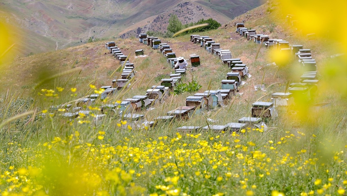 Ordulu iki kardeş, baba mesleği arıcılığı 26 yıldır Hakkari'de sürdürüyor