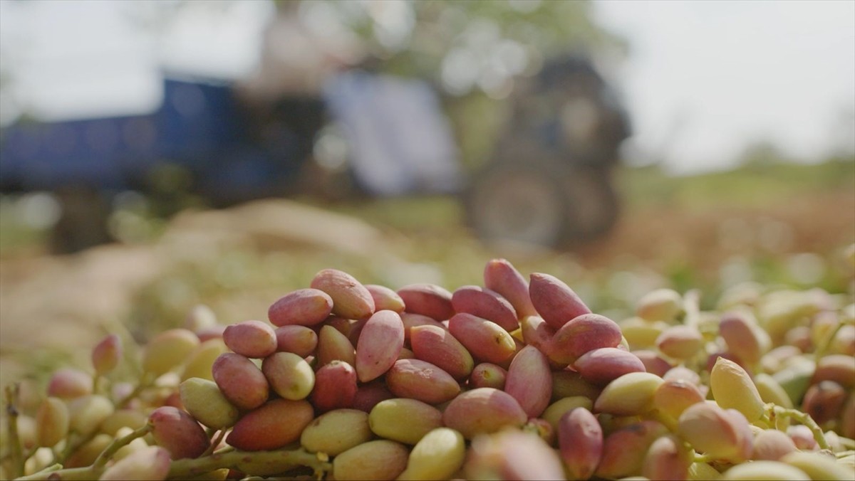 Tiryaki Agro, fıstık tesisinin kapasitesini iki katından fazla artırdı