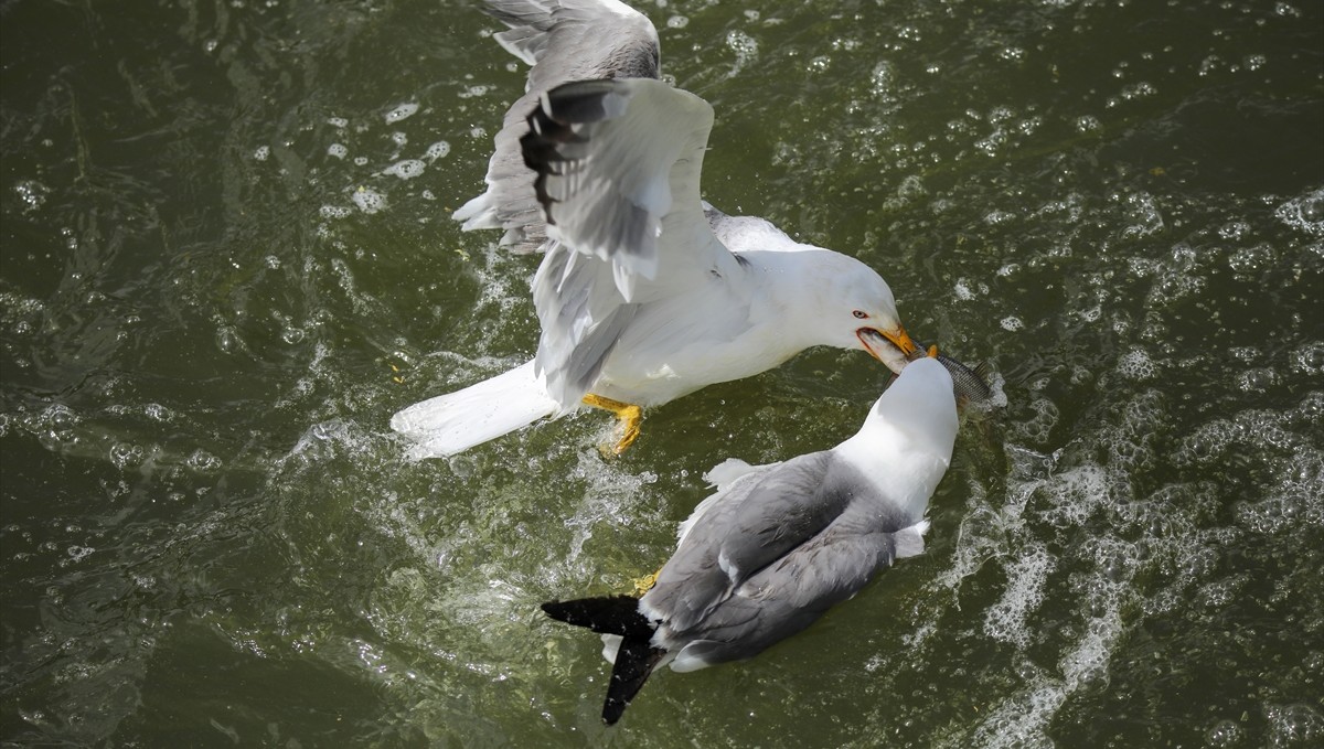 Van'da kaçak inci kefali avlayanlara 2 milyon 674 bin 575 lira ceza verildi