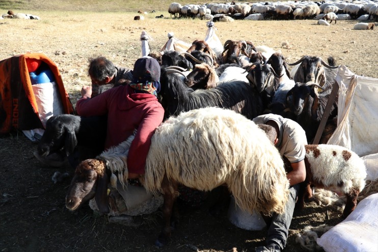 erkekler sağımını yapıyor koyunların yaylaları şenlendiren Ağrı