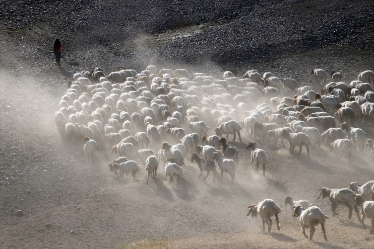 yaylaları yapıyor şenlendiren Ağrı