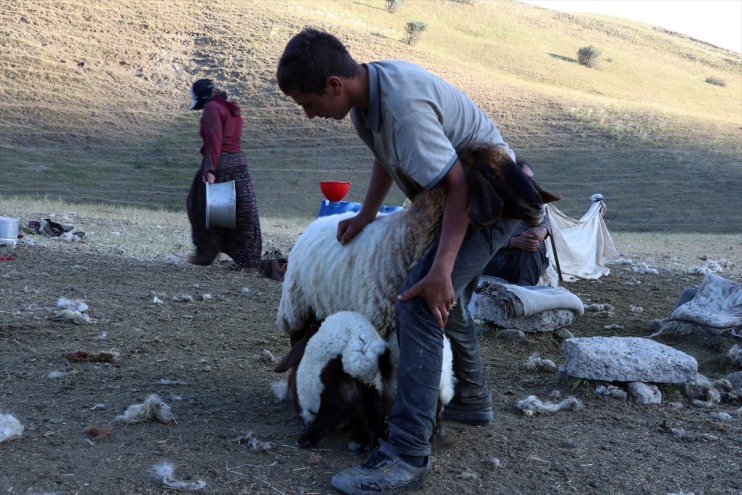 sağımını yaylaları Ağrı