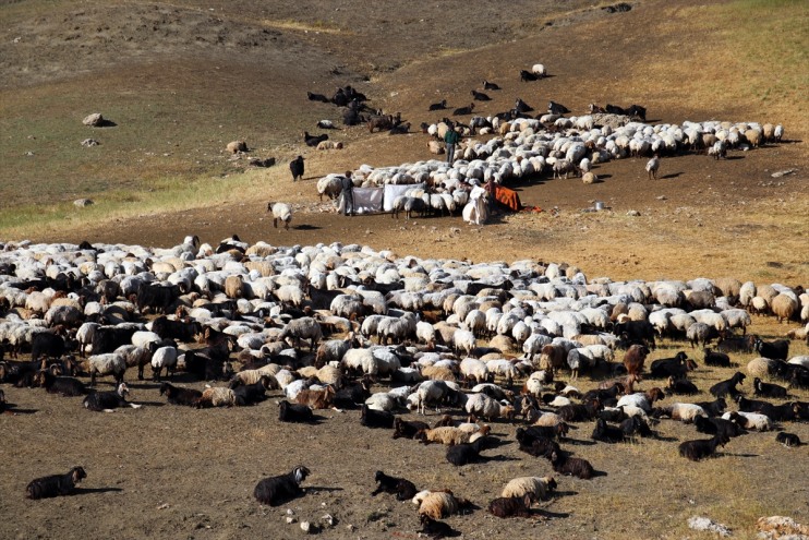 koyunların erkekler yaylaları sağımını Ağrı