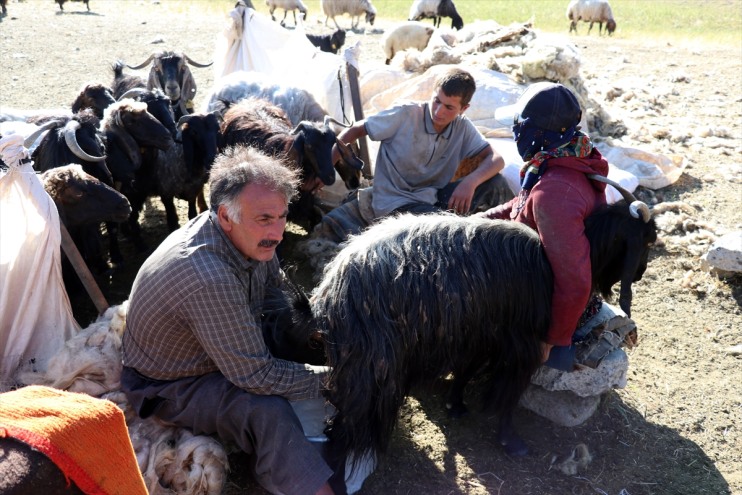 şenlendiren yaylaları koyunların erkekler sağımını Ağrı