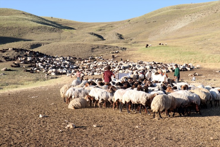 koyunların erkekler Ağrı
