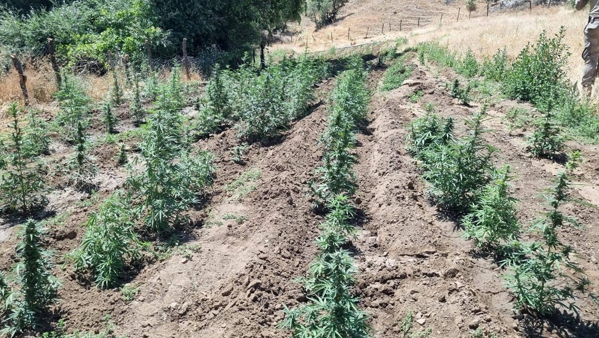 Bingöl'de 4 bin 314 kök Hint keneviri ele geçirildi