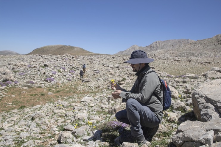 Bitki bilimcileri Tunceli'nin 3 bin rakımlı zirvelerinde yeni türlerin izini sürüyor