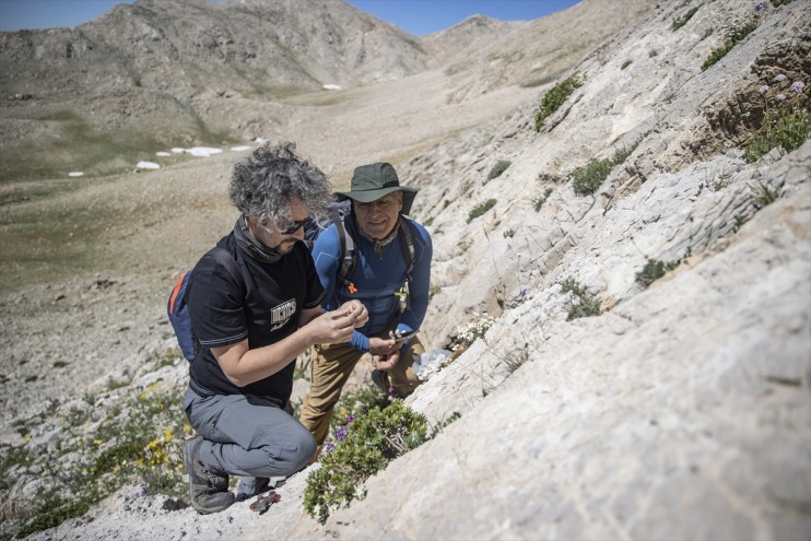 Bitki izini türlerin zirvelerinde sürüyor rakımlı bin 3 yeni Tunceli