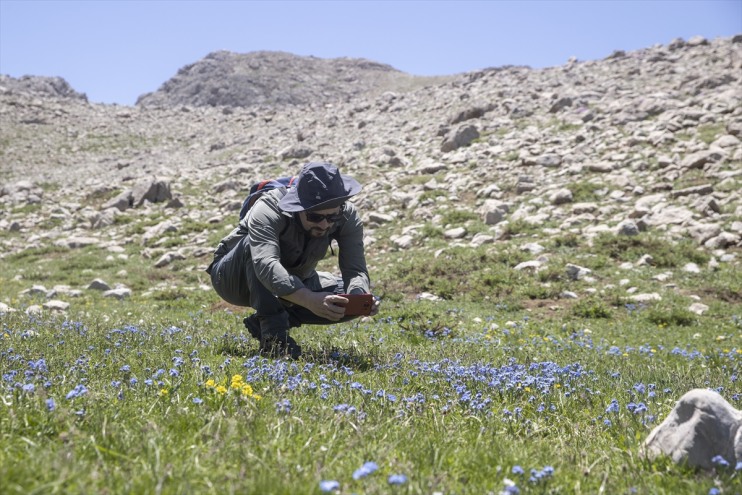 3 izini rakımlı yeni bin sürüyor zirvelerinde bilimcileri türlerin Bitki Tunceli
