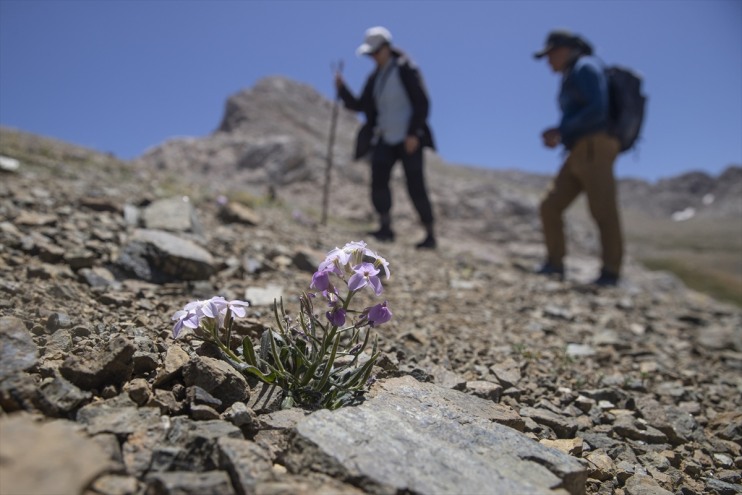 yeni bilimcileri zirvelerinde izini rakımlı Tunceli