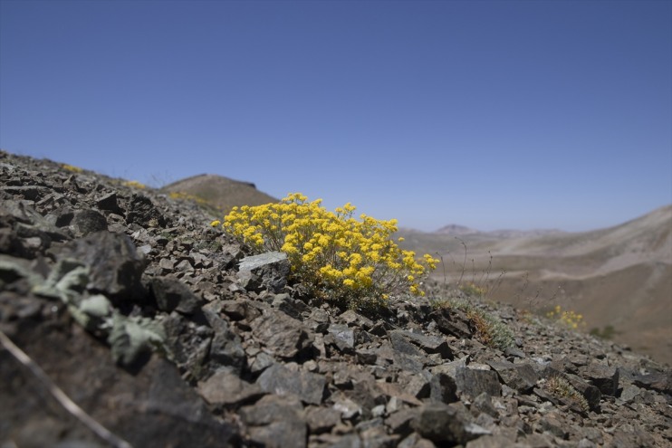 Bitki rakımlı sürüyor izini türlerin zirvelerinde yeni bilimcileri bin 3 Tunceli