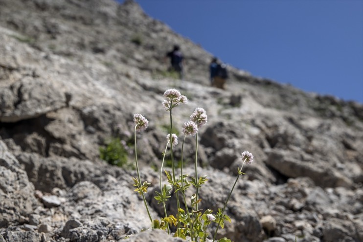 bin zirvelerinde izini Bitki Tunceli