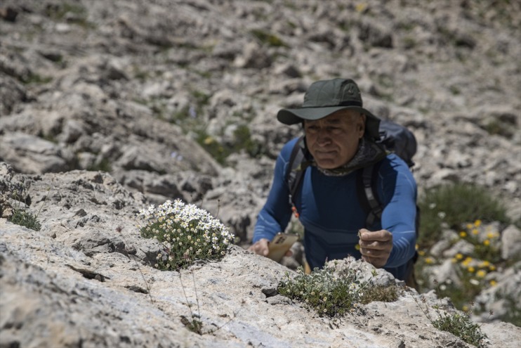 sürüyor bilimcileri Bitki zirvelerinde Tunceli