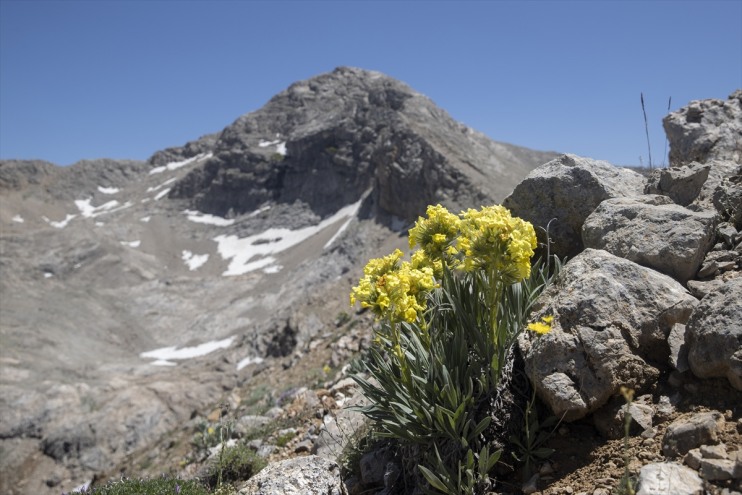 zirvelerinde türlerin sürüyor 3 izini bilimcileri yeni rakımlı Tunceli