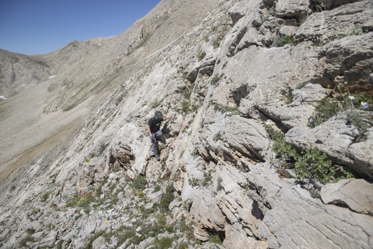 sürüyor bin Bitki türlerin zirvelerinde izini rakımlı 3 Tunceli