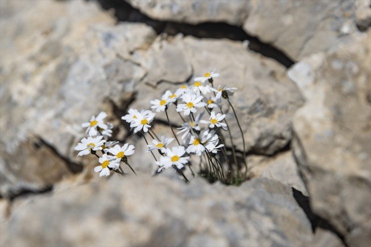 zirvelerinde türlerin Bitki bilimcileri sürüyor rakımlı bin Tunceli