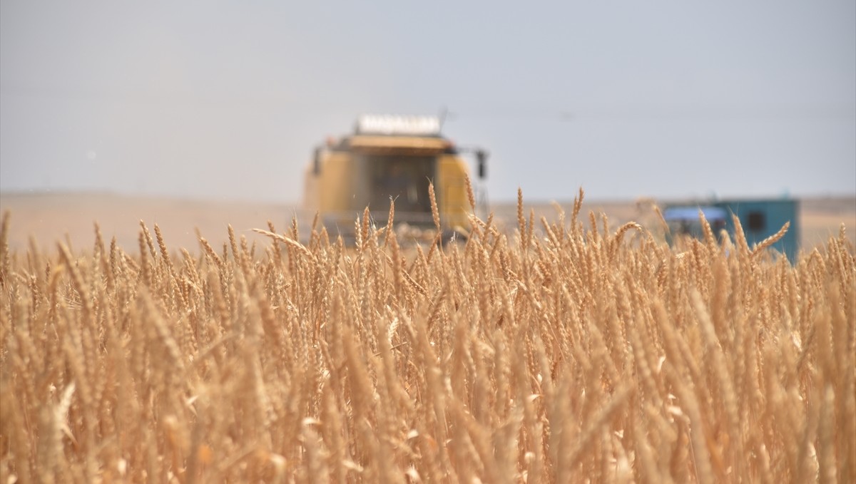 Bitlis'te buğday hasadı başladı