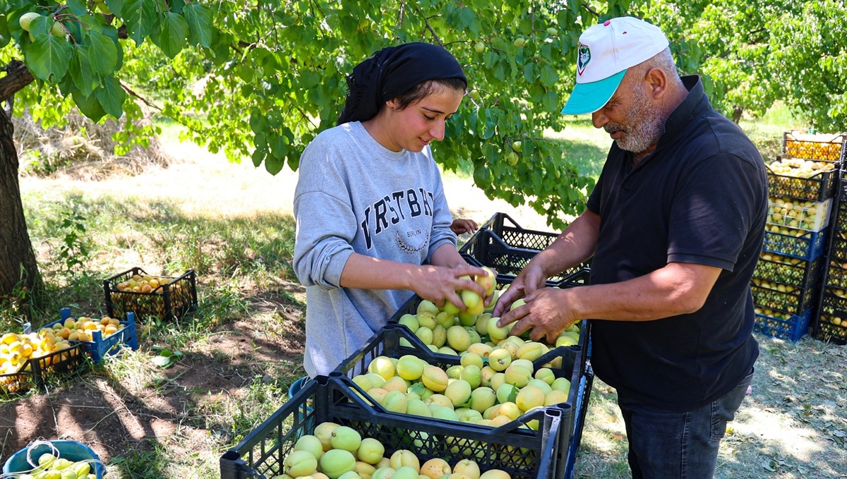 Mevsimlik tarım işçileri Iğdır