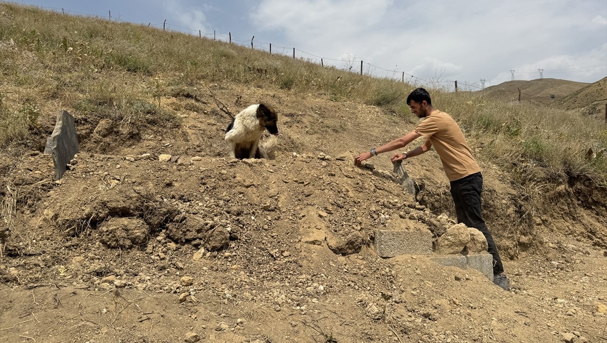 Ölen sahibinin mezarı başından ayrılmayan köpek görenleri hüzünlendirdi