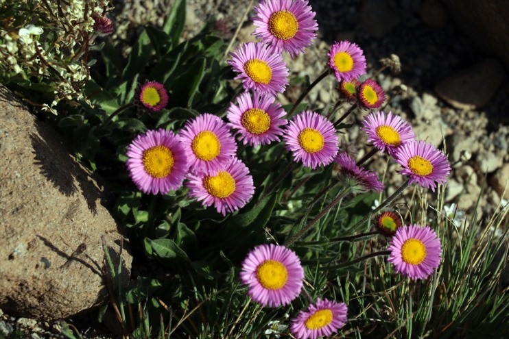 açtı Süphan kesimlerinde Dağı
