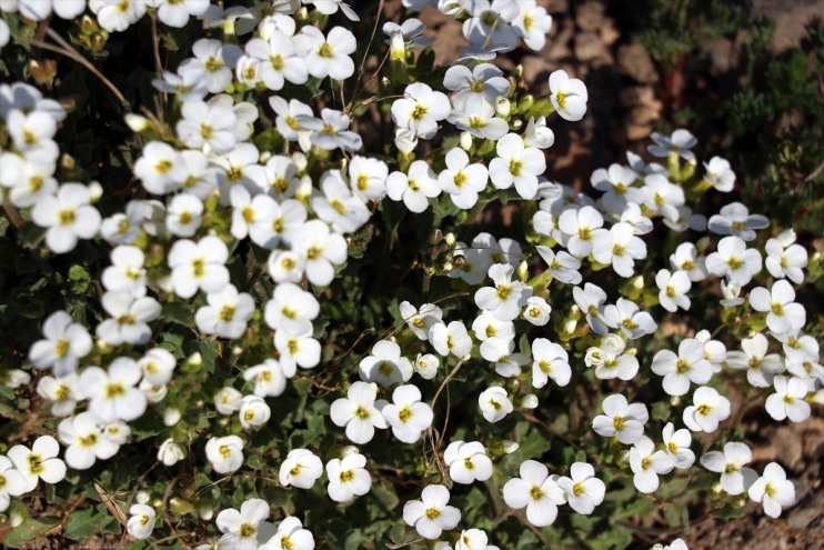 yüksek çiçekler rengarenk kesimlerinde açtı Dağı