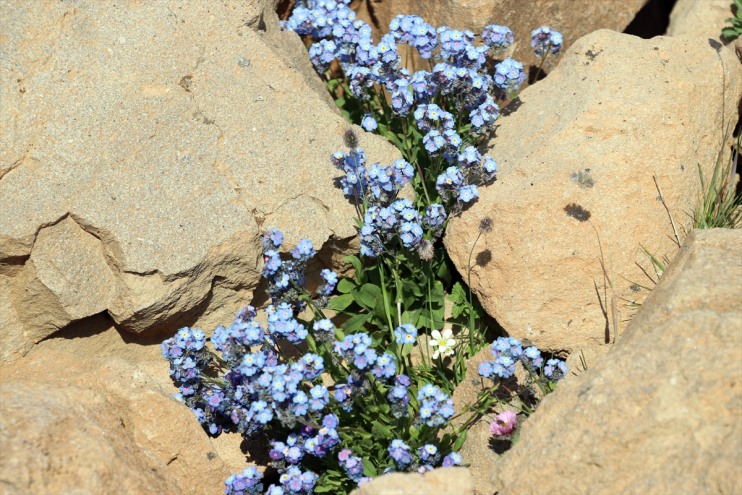 Süphan yüksek rengarenk kesimlerinde çiçekler Dağı