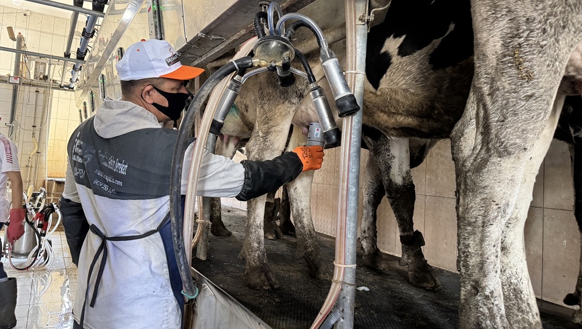 Uçak mühendisliği bilgisiyle sığırlarda meme iltihabını önleyen cihaz geliştirdiler