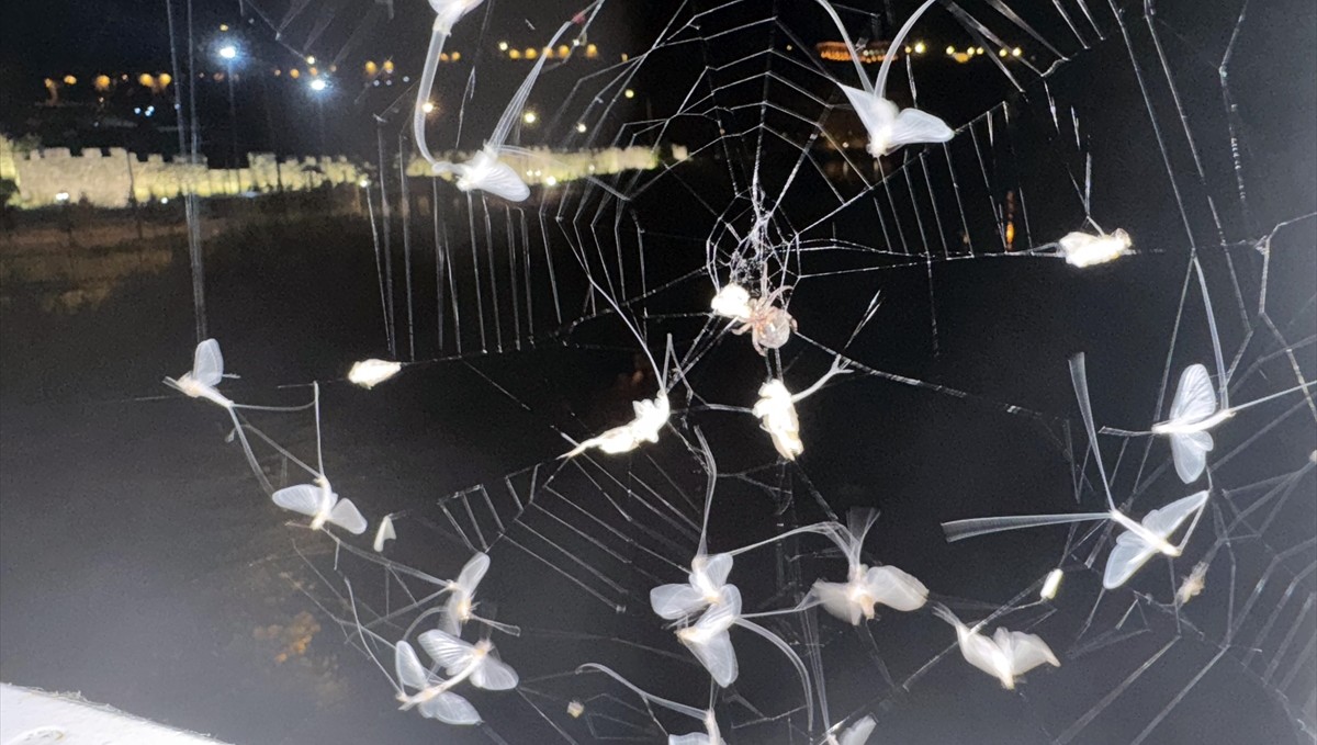 Ardahan'da avlanan bir örümcek görüntülendi