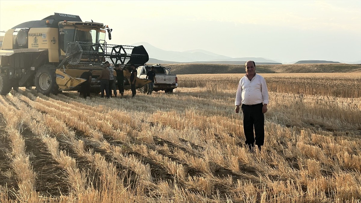 Başkale'de buğday hasadı başladı