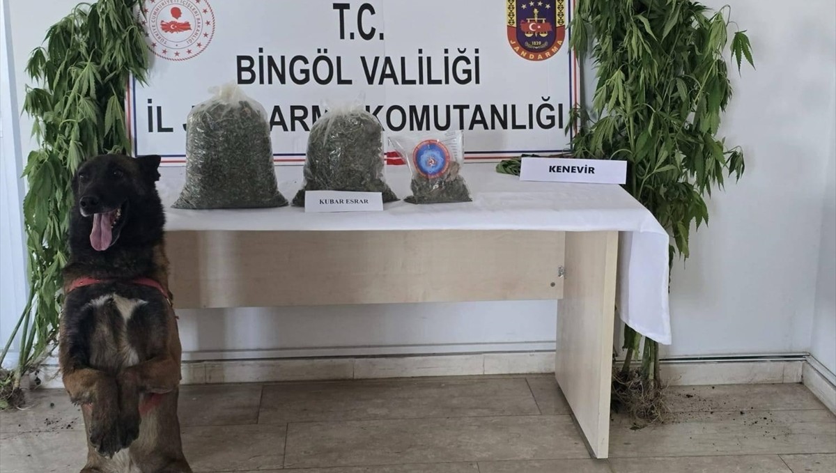 Bingöl'de 9 kilo 38 gram uyuşturucu ve 279 kök Hint keneviri ele geçirildi